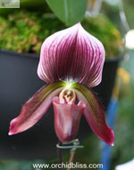 Выращивание орхидей при искусственном освещении - пафиопедиум