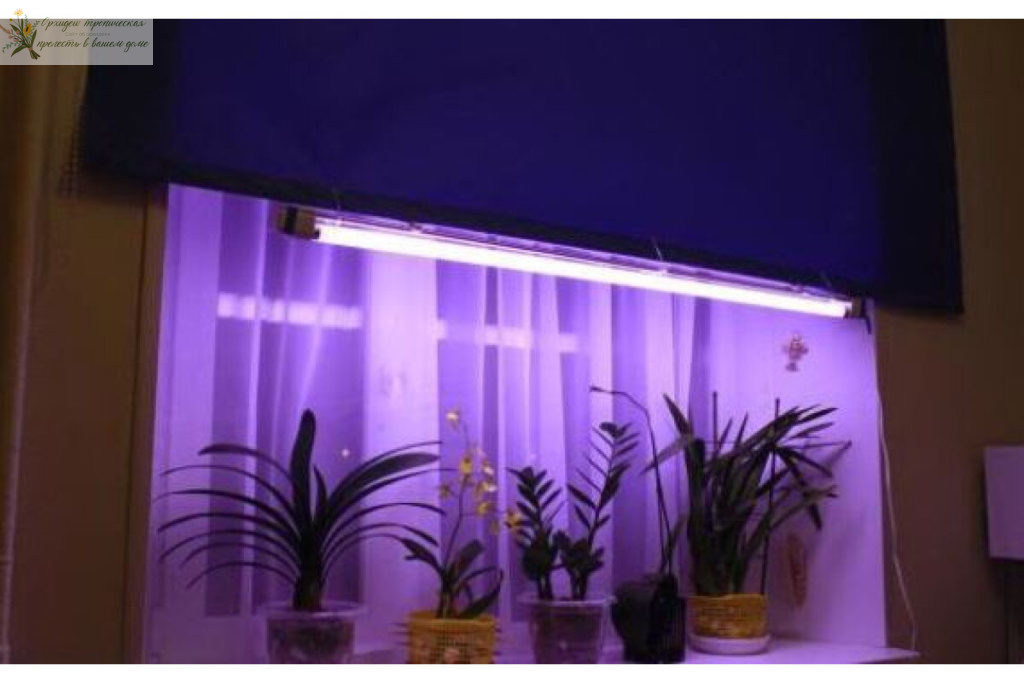 Выращивание орхидей при искусственном освещении  - люминисцентная фитолампа