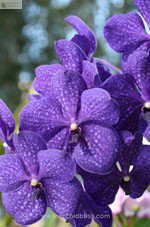 Выращивание орхидей при искусственном освещении - ванда