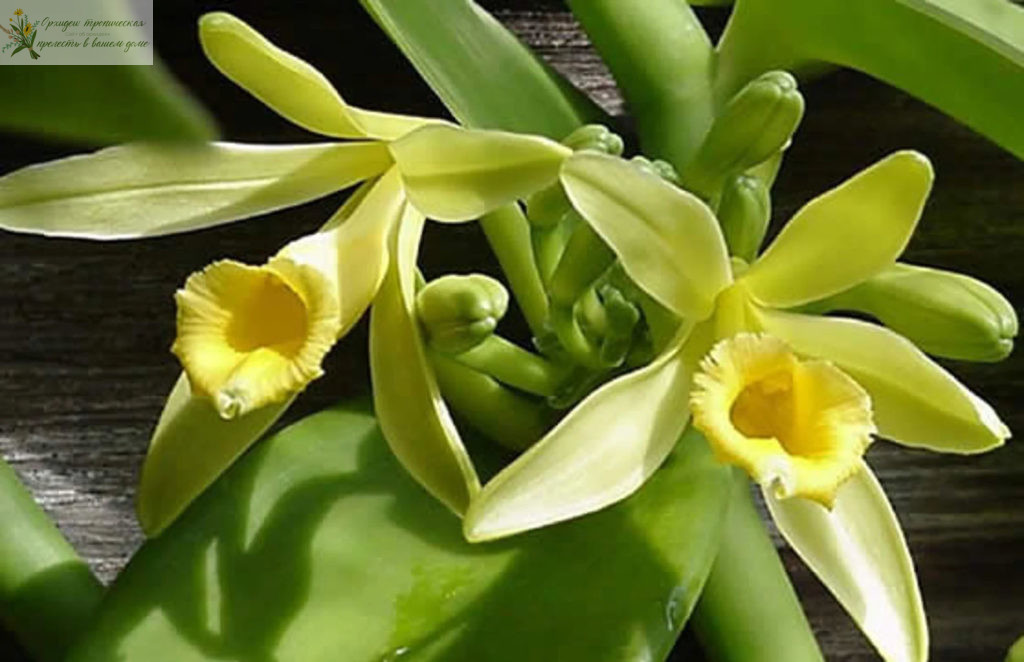 Лечебные свойства орхидеи -Vanilla planifolia
