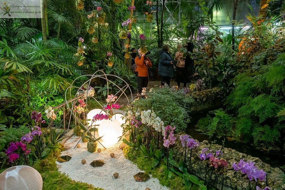 Коллекционирование орхидей. Выставка орхидей в Ботаническом саду