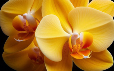 Восстановление орхидеи: Путь от увядания к цветению